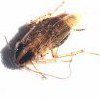German Roach
