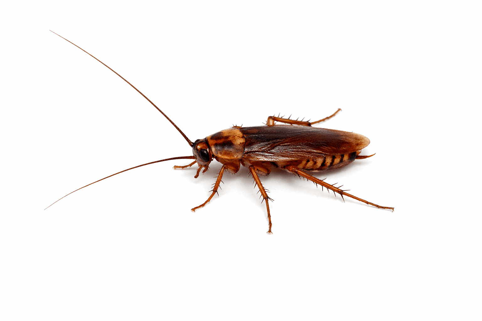 pest control- roach