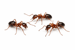 pest control- ants