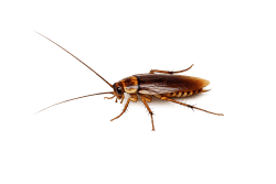 roach palm coast pest control