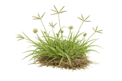 crab grass