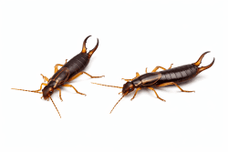 earwigs palm coast pest control