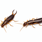 Earwigs