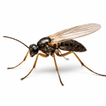 fungus gnat