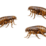 Fleas