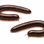 millipedes
