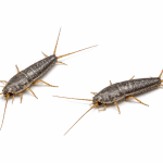 Silverfish