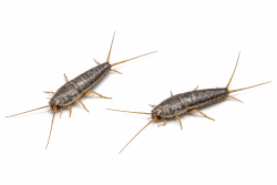 pest control- silverfish
