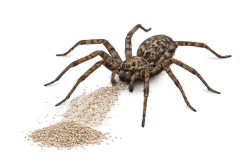 spider palm coast pest control