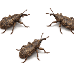 Weevils