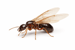 Ant Swarmer