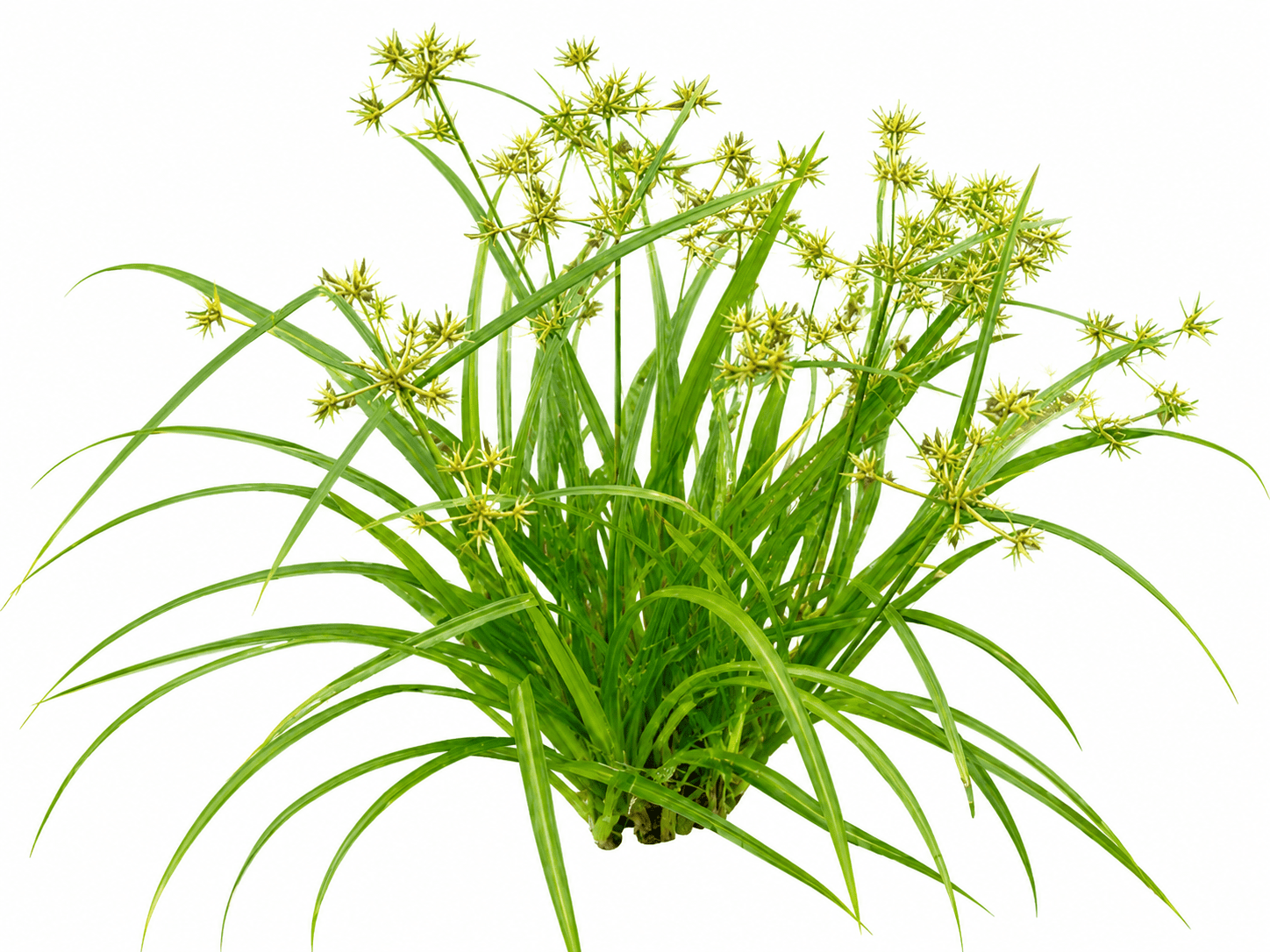 sedge grass