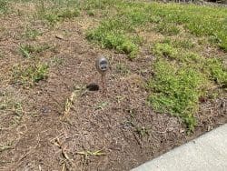 Old Chinch damage, caused by draught.
